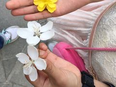 -嘉定紫藤园