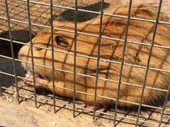 -青岛森林野生动物世界