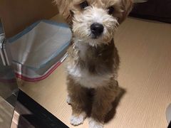 -Oh My Dog宠物沙龙(伊珊娜皮毛护理店)