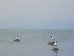 -洱海月湿地公园