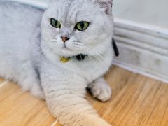 -李小姐の猫咖啡馆(五角场店)