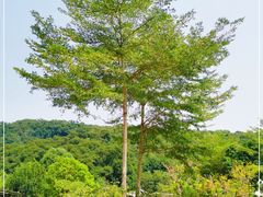 -广州白江湖森林公园