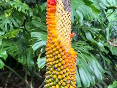 -中国科学院西双版纳热带植物园