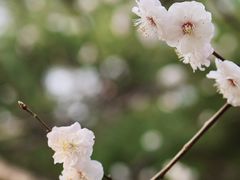 -国家植物园
