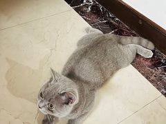 -翊宠yipet猫狗购宠庄园犬舍•猫舍