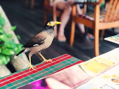 -卷心菜和避孕套餐厅(Pattaya)