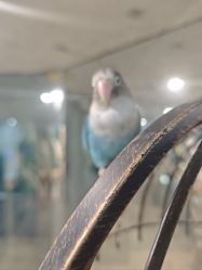 -神奇动物撸宠馆·羊驼·小浣熊·异宠(豫园店)