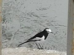 -望江楼公园