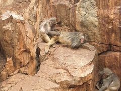 -昆明动物园