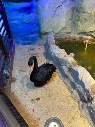 -酷嗒动物文化乐园(cutezoo西溪乐天城店)