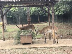 -合肥野生动物园