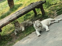 -西安秦岭野生动物园