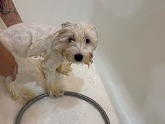 -momokira米努特·德文卷毛猫·棉花面纱犬