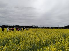 -长洲岛