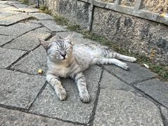 -西园戒幢律寺