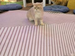 -大型宠物商超·宠海王国·宠物猫狗活体·用品·美容(新世界百货重庆店)