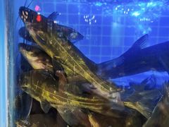 -蛙一刀·麻椒鱼火锅(金仙桥店)