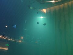 -海棠湾洲际-涛·海底餐厅·美人鱼·自助餐·海底隧道