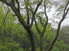 -青龙山国家森林公园