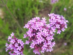 -可莎蜜兒(登云路店)