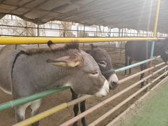 -南宫五洲植物乐园