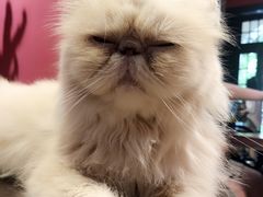 -猫色咖啡·猫咖