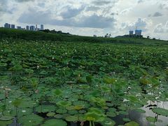 -光明小镇欢乐田园