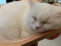 -飞行喵MR PILOT|猫舍·猫咖(静安大融城店)