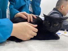 -安安宠物医院(情缘分院)