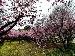 -白塘生态植物园