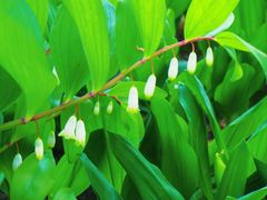 -国家植物园南园