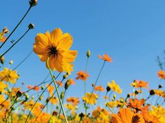 -径山花海