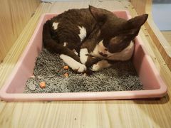 -屋虎猫馆(宝安大仟里店)