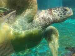 -海合安成都极地海洋公园