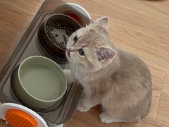 -猫十亿·布偶金渐层·曼基康矮脚猫舍(青年路店)