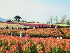 -径山花海