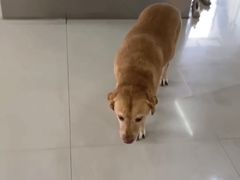 -汪说喵讲宠物乐园宠物酒店(红星美凯龙店)