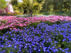 -上海共青森林公园