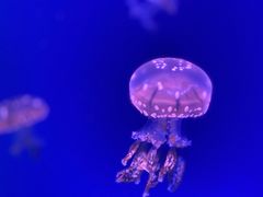 -福州罗源湾海洋世界旅游区