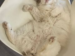 -飞行喵MR PILOT|猫舍·猫咖(静安大融城店)