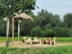 -北京野生动物园