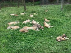 -上海野生动物园