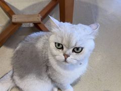 -藏猫猫咖啡主题馆(中央大道店)