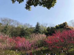 -重庆园博园