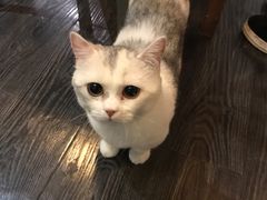 -吉丁鸟咖·异宠·寄养