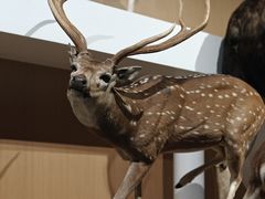 -陕西自然博物馆