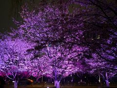 -西北湖绿化广场