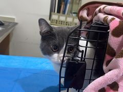 -艾贝尔宠物医院·24H转诊中心·肿瘤猫专科(江宁双龙店)