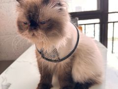 -喵园·猫主题咖啡厅·撸猫·猫咖(国贸店)