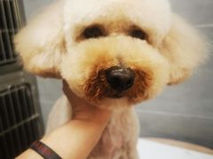 -宠福鑫康馨动物医院·骨科·眼科